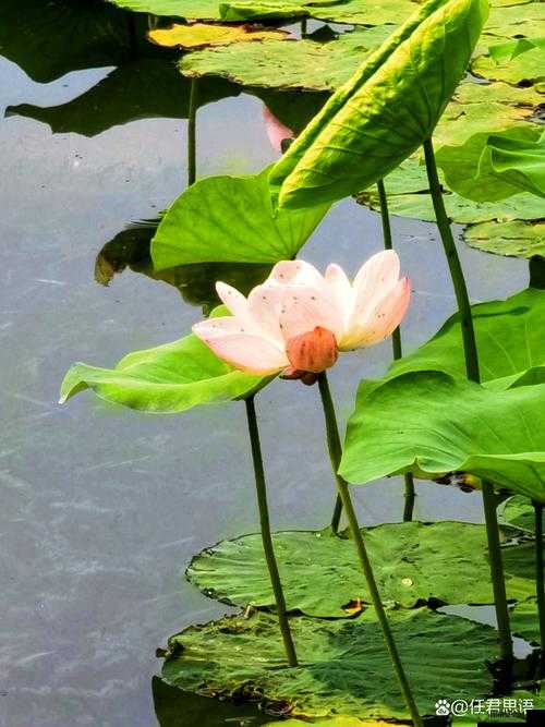 班花：一朵任君采撷的花